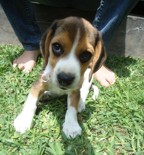 Nala de 2 meses Nala de 2 meses
